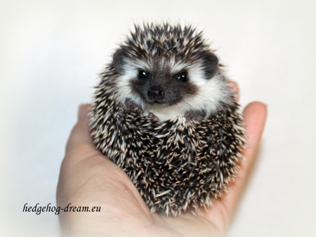 Eglantine - k odběru